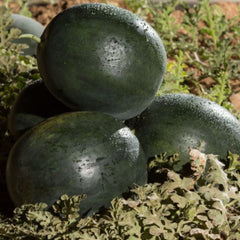 Seminte Pepene verde Fechete F1, 100 sem, Hektar