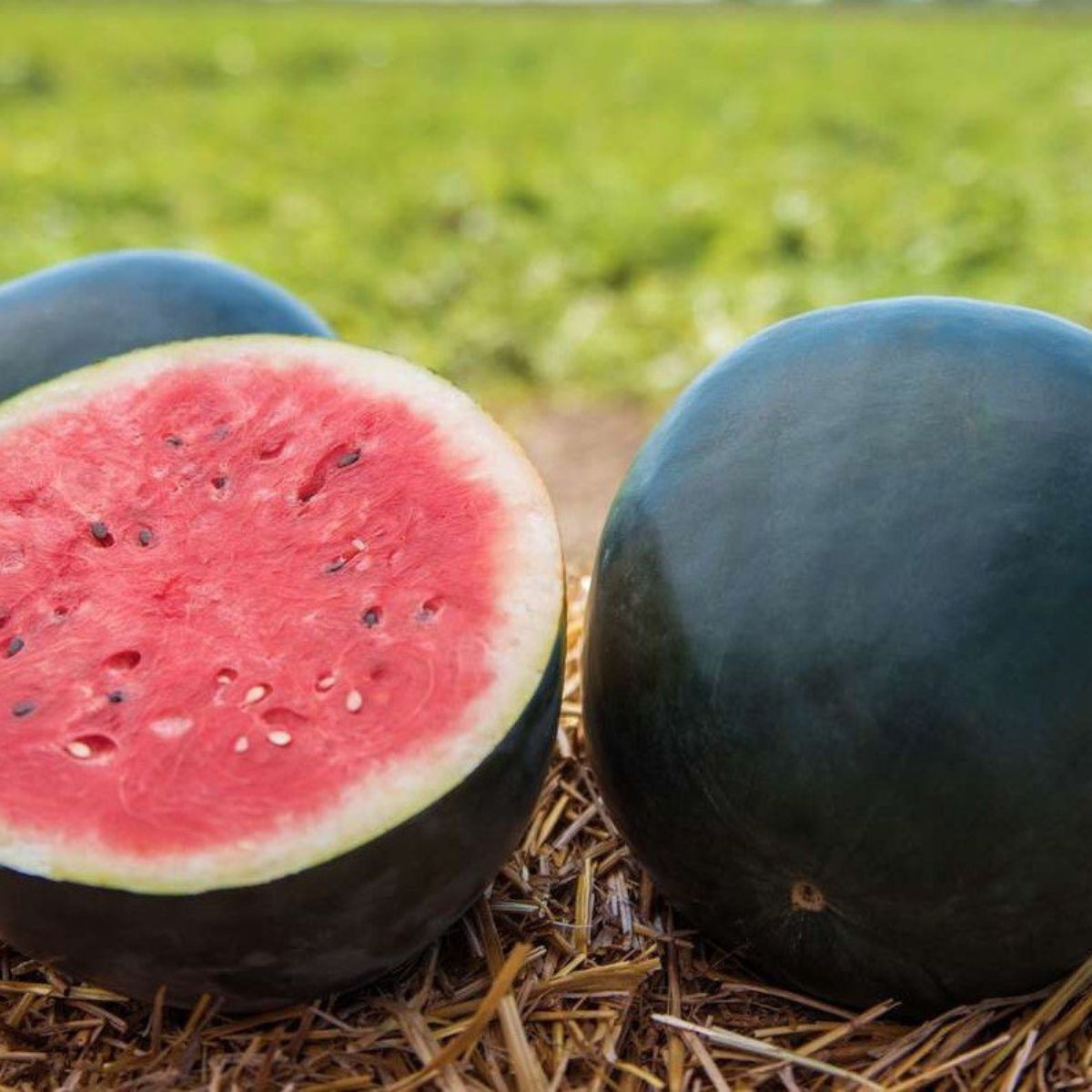 Seminte Pepene verde Fechete F1, 100 sem, Hektar, 1, hectarul.ro