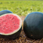 Hectarul - Seminte Pepene verde Fechete F1, 100 sem, Hektar