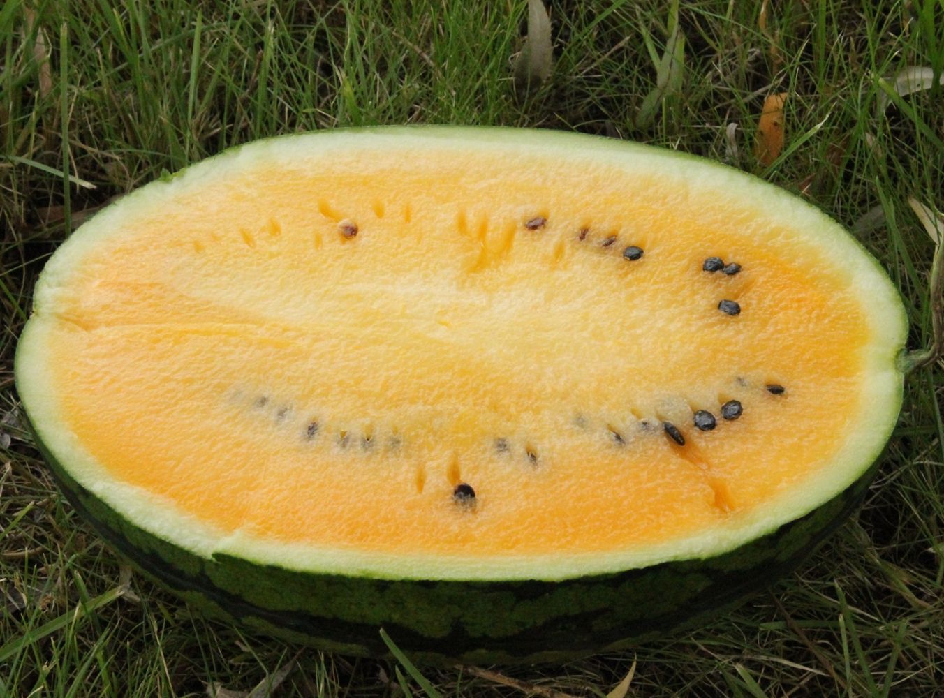 Seminte Pepene verde Honney F1 - 500 sem, HEKTAR SEEDS, 1, hectarul.ro