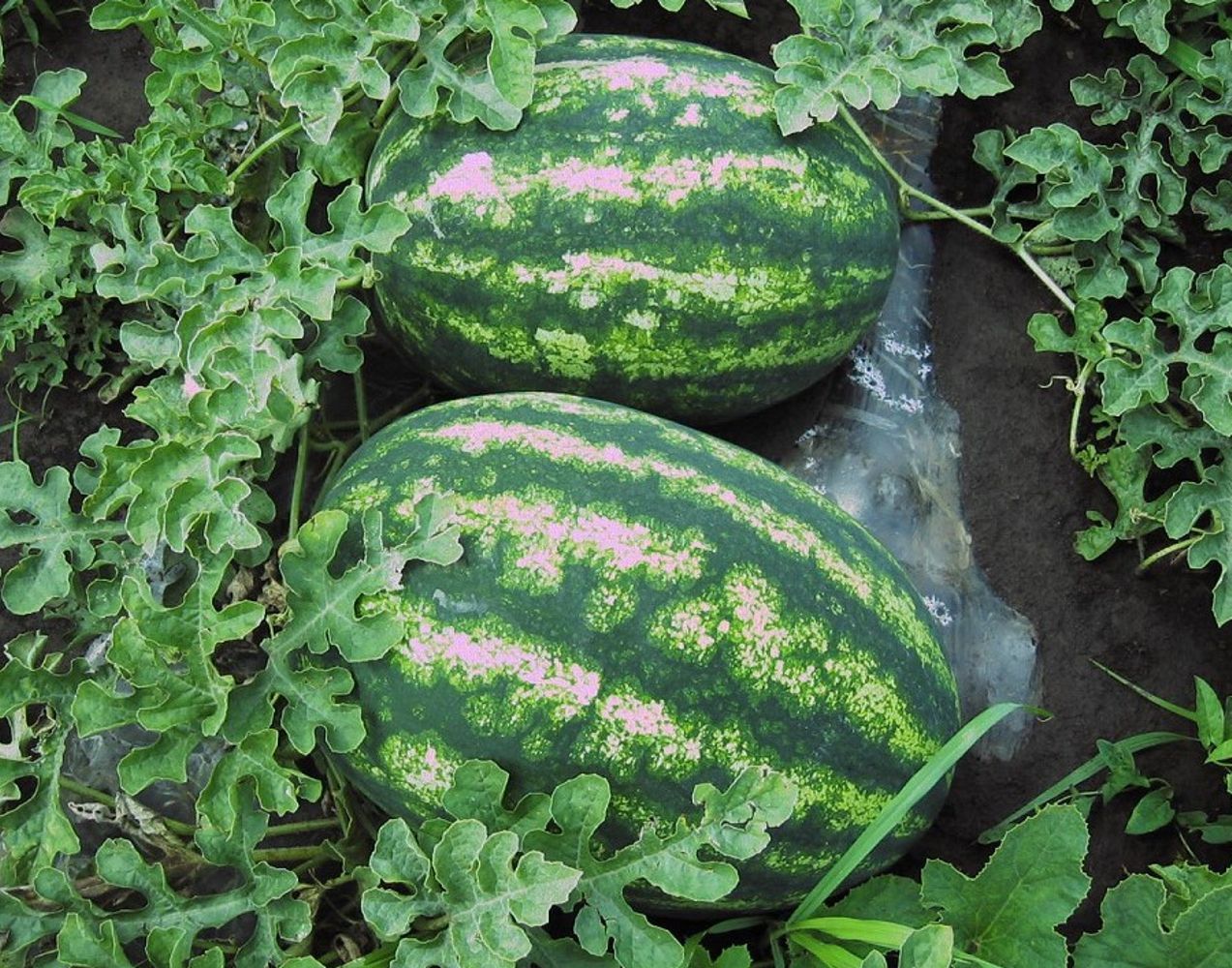 Seminte Pepene verde Royal Fantasy F1 - 500 sem, HEKTAR SEEDS, 1, hectarul.ro