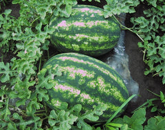 Seminte Pepene verde Royal Fantasy F1 - 500 sem, HEKTAR SEEDS