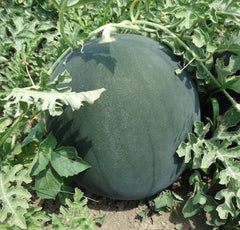 Seminte Pepene verde Semaca F1 - 500 sem, HEKTAR SEEDS