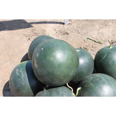 Seminte Pepene verde Semaca F1 HEKTAR 100 sem