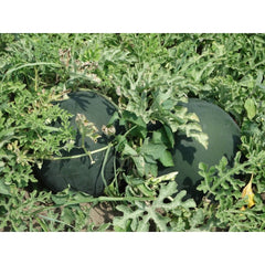 Seminte Pepene verde Semaca F1 HEKTAR 100 sem