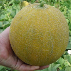 Seminte Pepeni galbeni JUCAR F1 Rijk Zwaan 100 sem