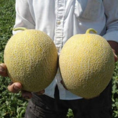 Seminte Pepeni galbeni JUCAR F1 Rijk Zwaan 100 sem