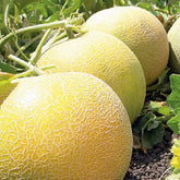 Hectarul - Seminte Pepeni galbeni JUCAR F1 Rijk Zwaan 1000 sem