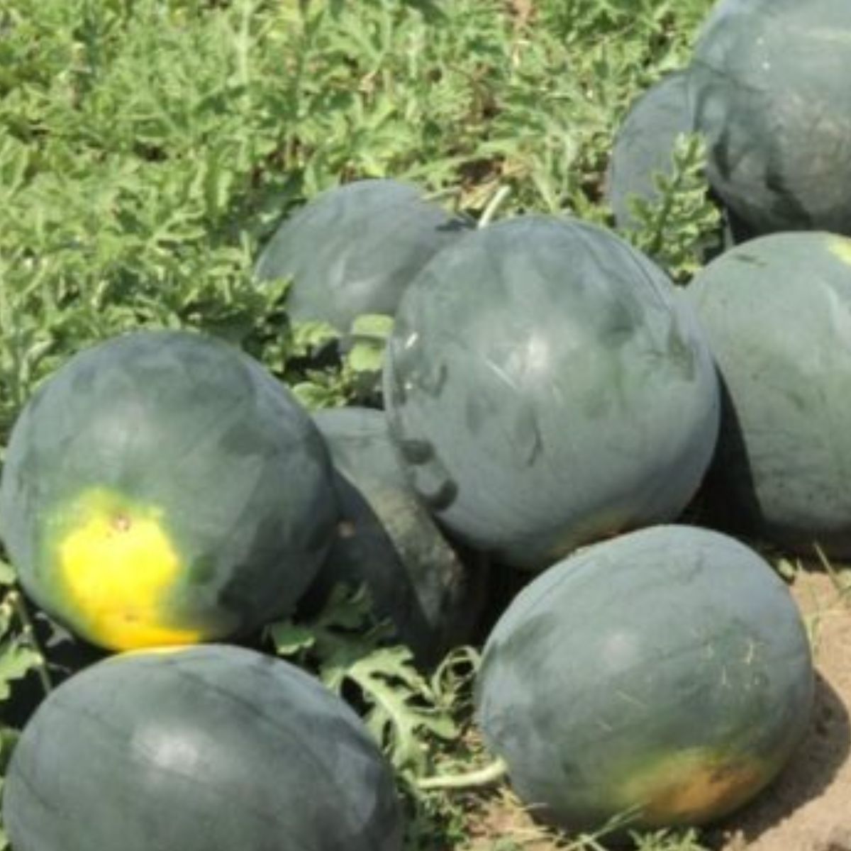 Seminte Pepeni verzi BARONESSA F1 Rijk Zwaan 100 sem, 1, hectarul.ro