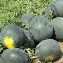 Seminte Pepeni verzi BARONESSA F1 Rijk Zwaan 100 sem