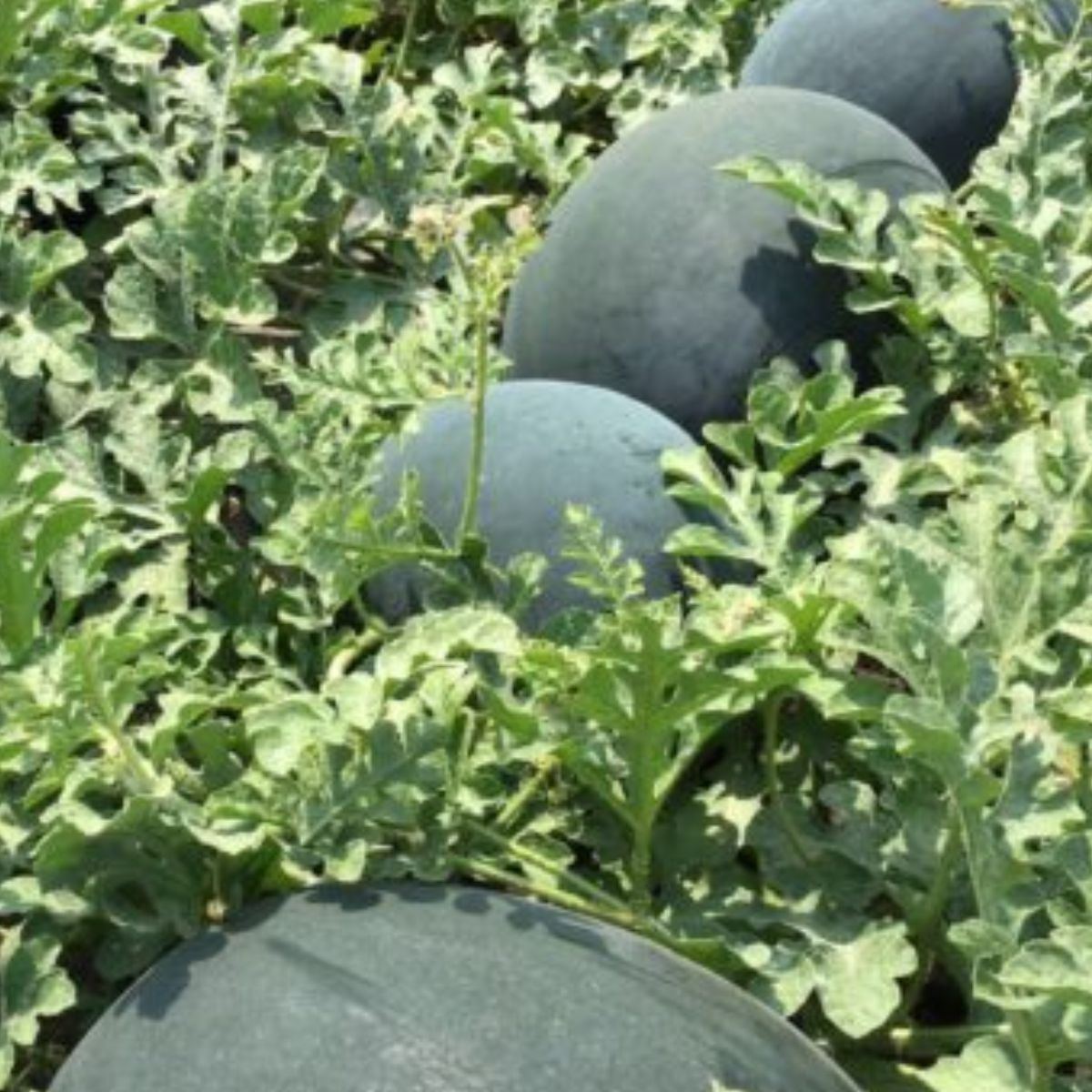 Seminte Pepeni verzi HUELVA F1 Rijk Zwaan 100 sem, 1, hectarul.ro