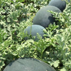 Seminte Pepeni verzi HUELVA F1 Rijk Zwaan 1000 sem