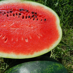 Seminte Pepeni Verzi MIRSINI F1 Syngenta 1000 SEM