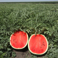 Seminte Pepeni Verzi MIRSINI F1 Syngenta 1000 SEM