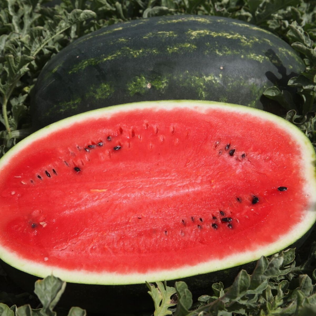 Seminte Pepeni Verzi MIRSINI F1 Syngenta 1000 SEM, 1, hectarul.ro