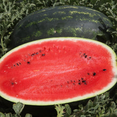 Seminte Pepeni Verzi MIRSINI F1 Syngenta 1000 SEM