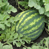 Hectarul - Seminte Pepeni Verzi SORENTO F1 Syngenta 1000 sem