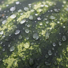 Seminte Pepeni Verzi SORENTO F1 Syngenta 1000 sem