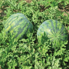 Seminte Pepeni Verzi SORENTO F1 Syngenta 1000 sem