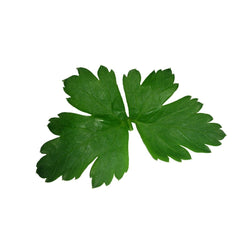 Seminte Plante aromatice Patrunjel de frunze ITALIAN GIANT Pop Vriend 500 g