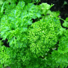 Seminte Plante aromatice PATRUNJEL FRUNZE CRET MOSS CURLED Horti Tops 5 g