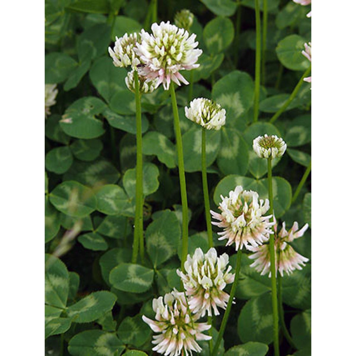 Seminte Plante furajere TRIFOI ALB 0,5KG AMIA 0.5 Kg, 1, hectarul.ro