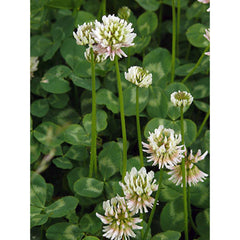 Seminte Plante furajere TRIFOI ALB 0,5KG AMIA 0.5 Kg