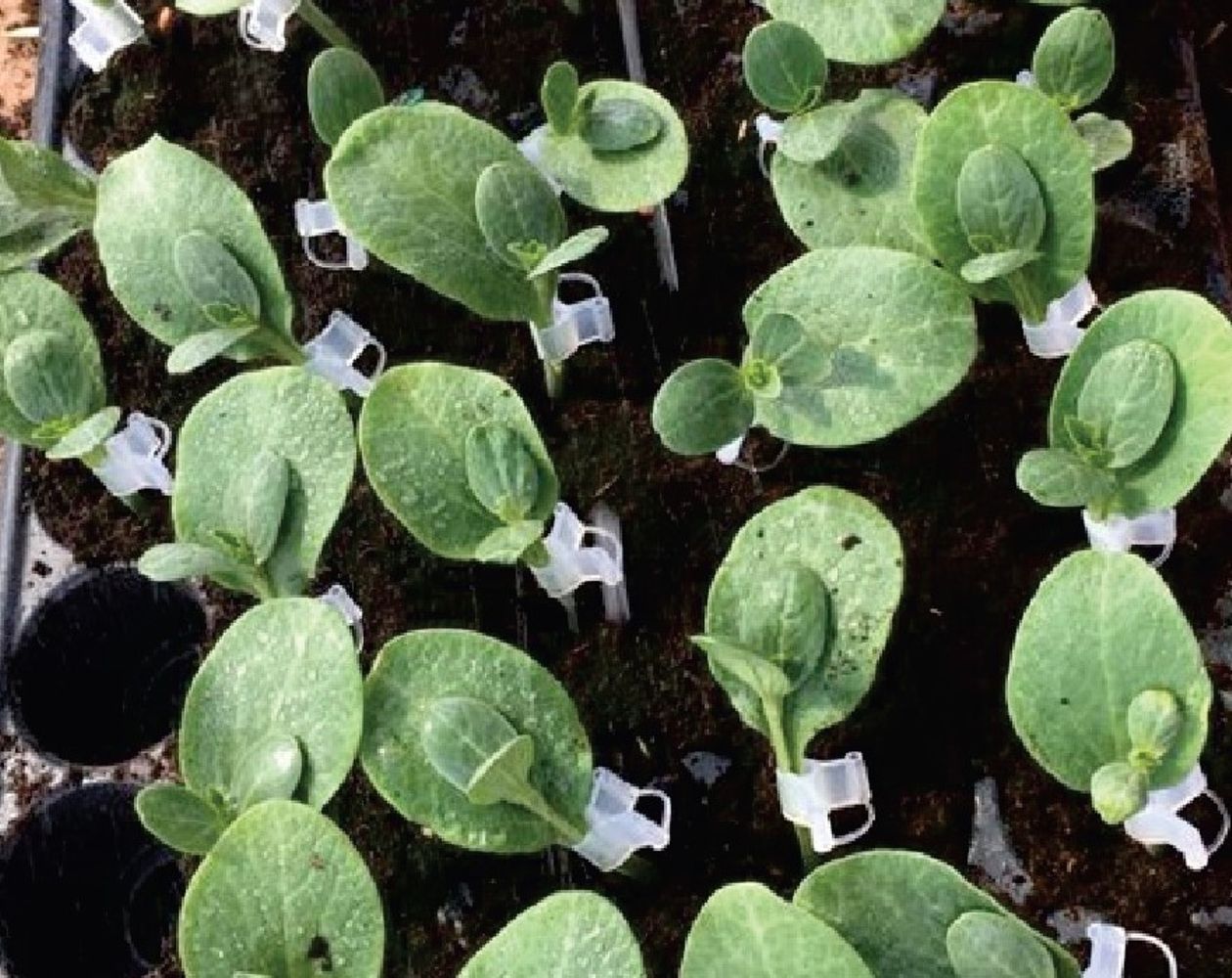 Seminte Portaltoi Beton F1 - 100 sem, HEKTAR SEEDS, 1, hectarul.ro