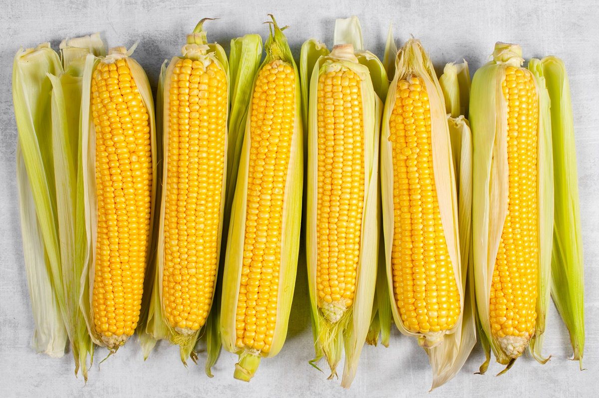 Seminte Porumb zaharat Accentuate F1 - 2.500 sem, HEKTAR SEEDS, 1, hectarul.ro