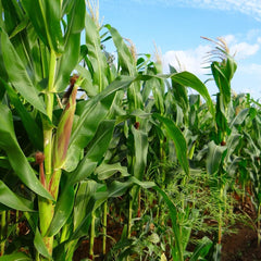 Seminte Porumb zaharat Accentuate F1 1 HEKTAR 1000 sem