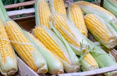 Seminte Porumb zaharat Glikos F1 - 2.500 sem, HEKTAR SEEDS