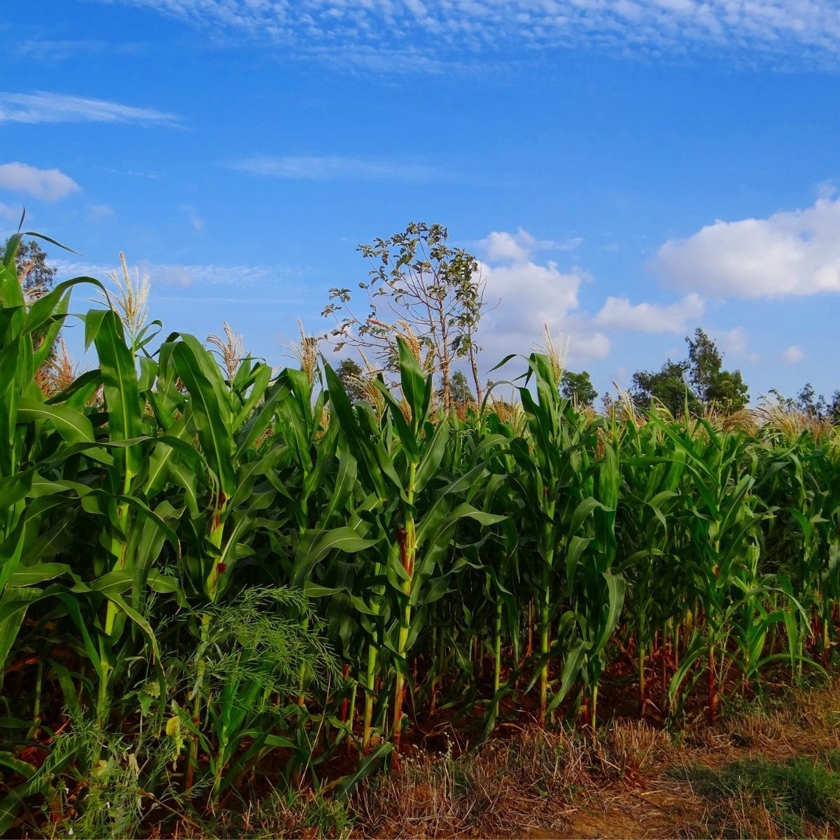 Seminte Porumb zaharat Glikos F1 1 HEKTAR 1000 sem, 1, hectarul.ro