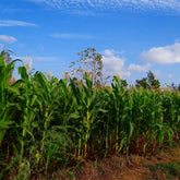 Hectarul - Seminte Porumb zaharat Glikos F1 1 HEKTAR 1000 sem