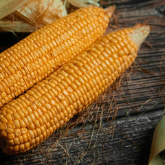 Seminte Porumb zaharat Glikos F1 1 HEKTAR 1000 sem