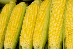 Seminte Porumb zaharat Sweet Spirit F1 - 1.000 sem, HEKTAR SEEDS