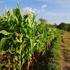 Seminte Porumb zaharat Sweet Spirit F1 HEKTAR 2500 sem