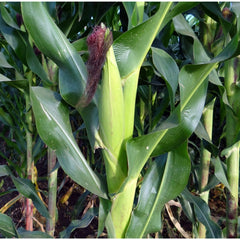 Seminte Porumb zaharat Sweet Spirit F1 HEKTAR 2500 sem