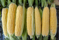 Seminte Porumb zaharat Sweet Thing F1 - 2.500 sem, HEKTAR SEEDS