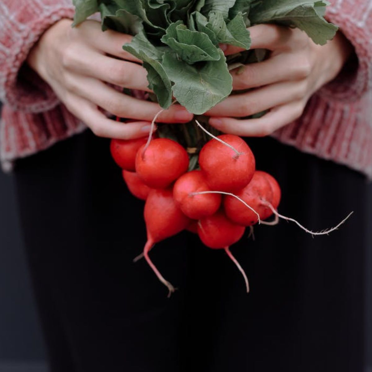 Seminte Ridichi IRENE F1 Rijk Zwaan 50 g, 1, hectarul.ro