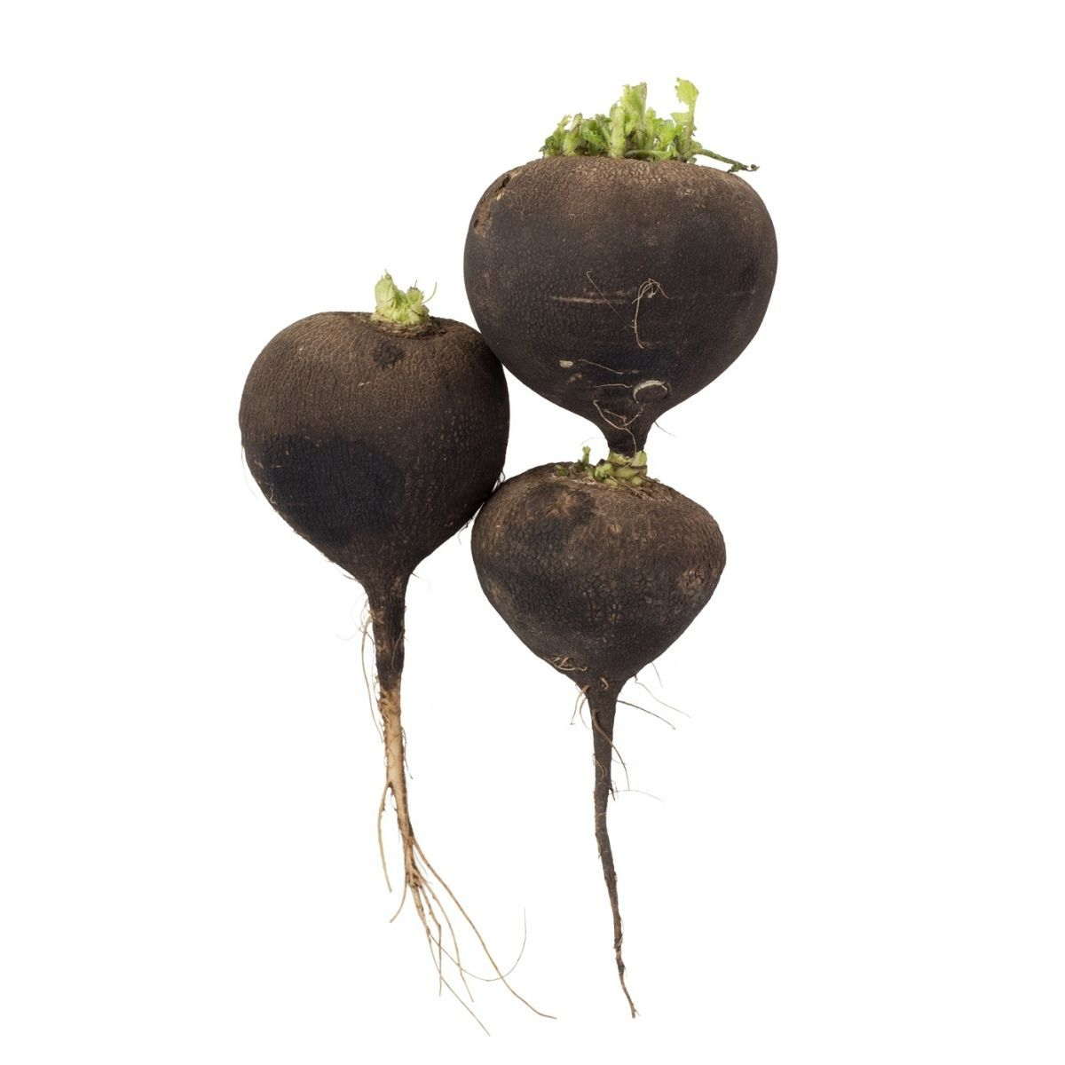 Seminte Ridichi negre RONDE ZWARTE Pop Vriend 100 g, 1, hectarul.ro