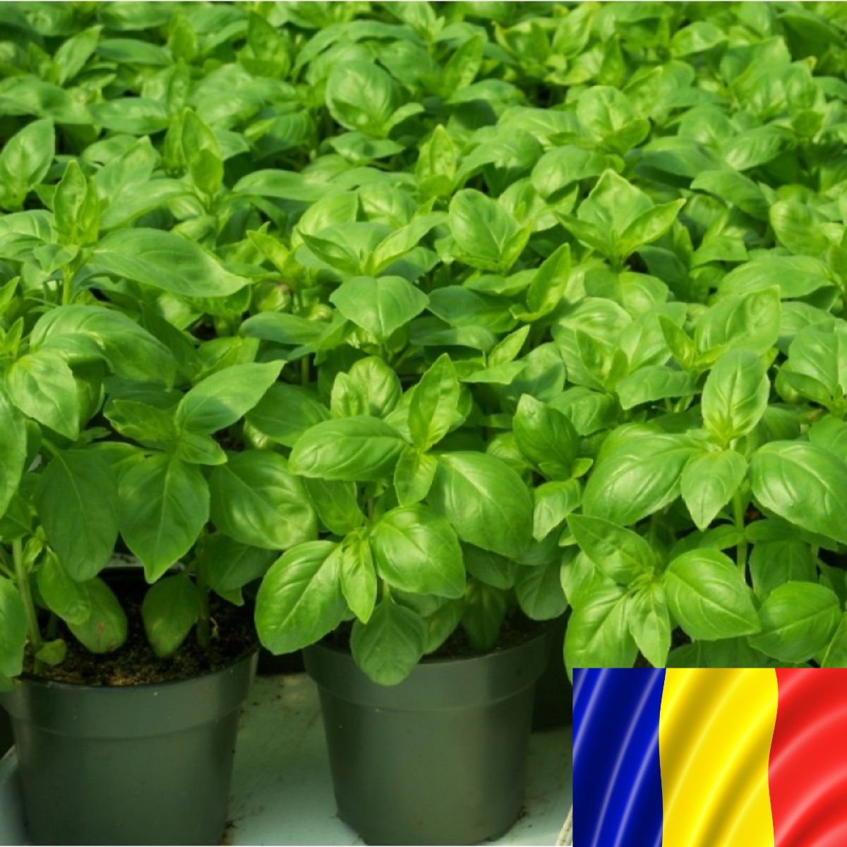 Seminte romanesti de BUSUIOC "AROMAT DE BUZAU" 5gr, SCDL Buzau, 1, hectarul.ro