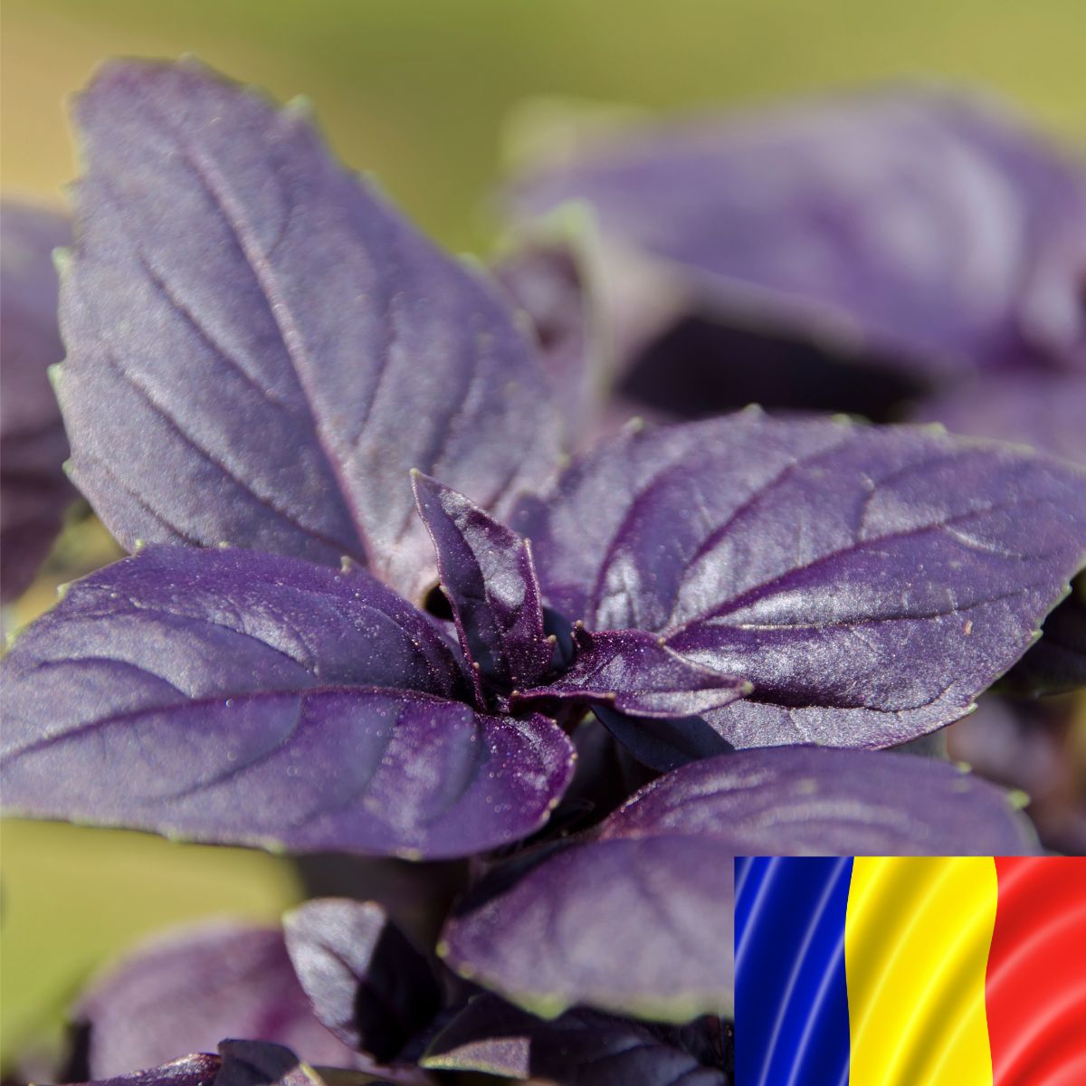 Seminte romanesti de busuioc SERAFIM, 2gr, SCDL Buzau, 1, hectarul.ro