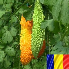 Seminte romanesti de castravete amar RODEO, 5gr, SCDL Buzau