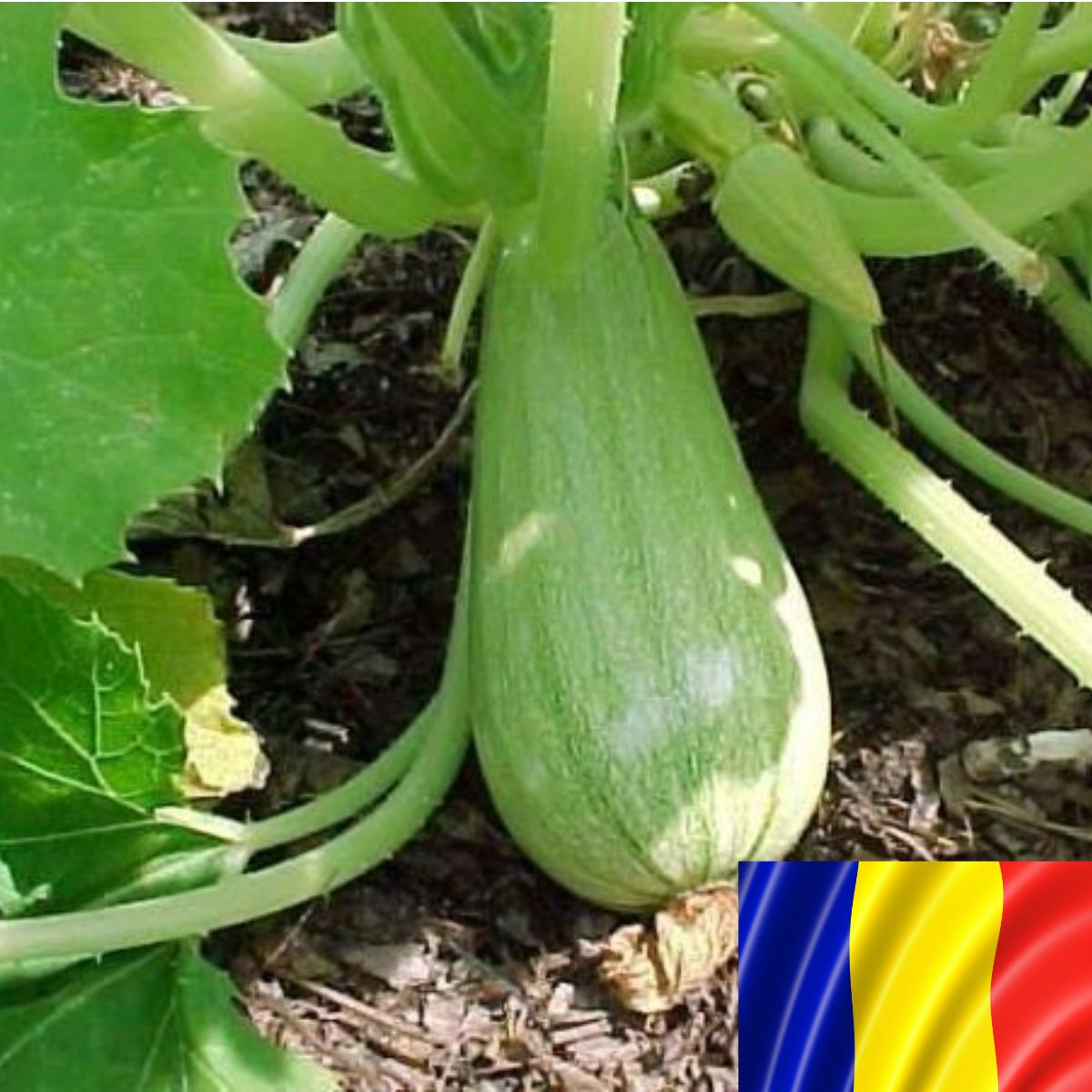 Seminte romanesti de dovlecel HAPPY, 10gr, SCDL Buzau, 1, hectarul.ro