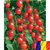 Hectarul - Seminte romanesti de tomate cherry EMA DE BUZAU, 2gr, SCDL Buzau