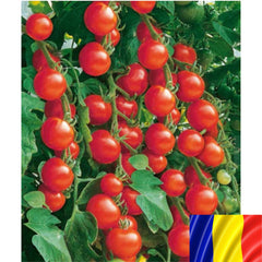 Seminte romanesti de tomate cherry EMA DE BUZAU, 2gr, SCDL Buzau