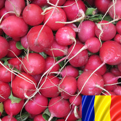 Seminte romanesti de ridichi ANTITA, 10gr, SCDL Buzau