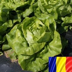 Seminte romanesti de salata verde GRATIA, 5gr, SCDL Buzau