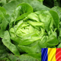 Seminte romanesti de salata verde RIANA 3 grame, SCDL Buzau