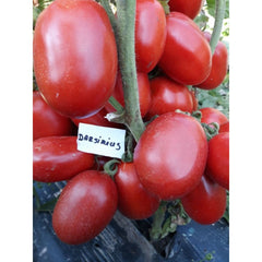 Seminte romanesti de tomate DARSIRIUS, 5gr, SCDL Buzau